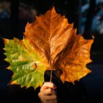 Striking close-up of two large autumn leaves held in hand with vibrant fall colors.
